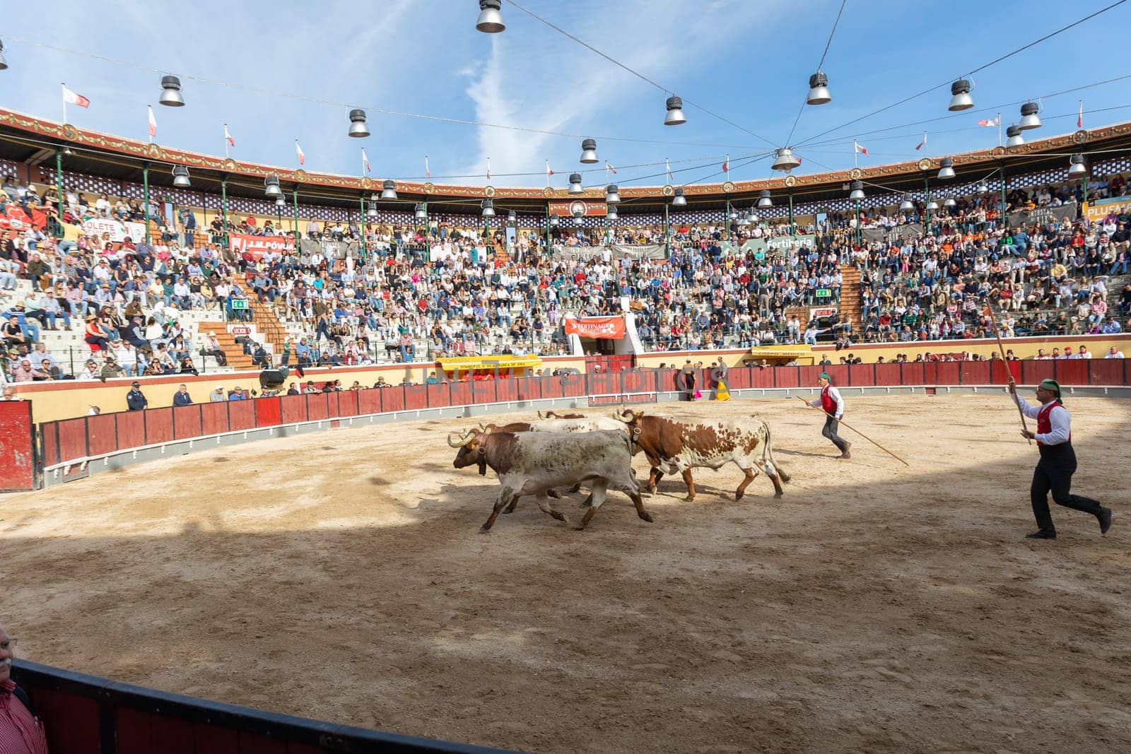 March 26, 2023 Lisbon, Portugal: Tourada - several bulls in the arena and forcado with spears following them by Studia72