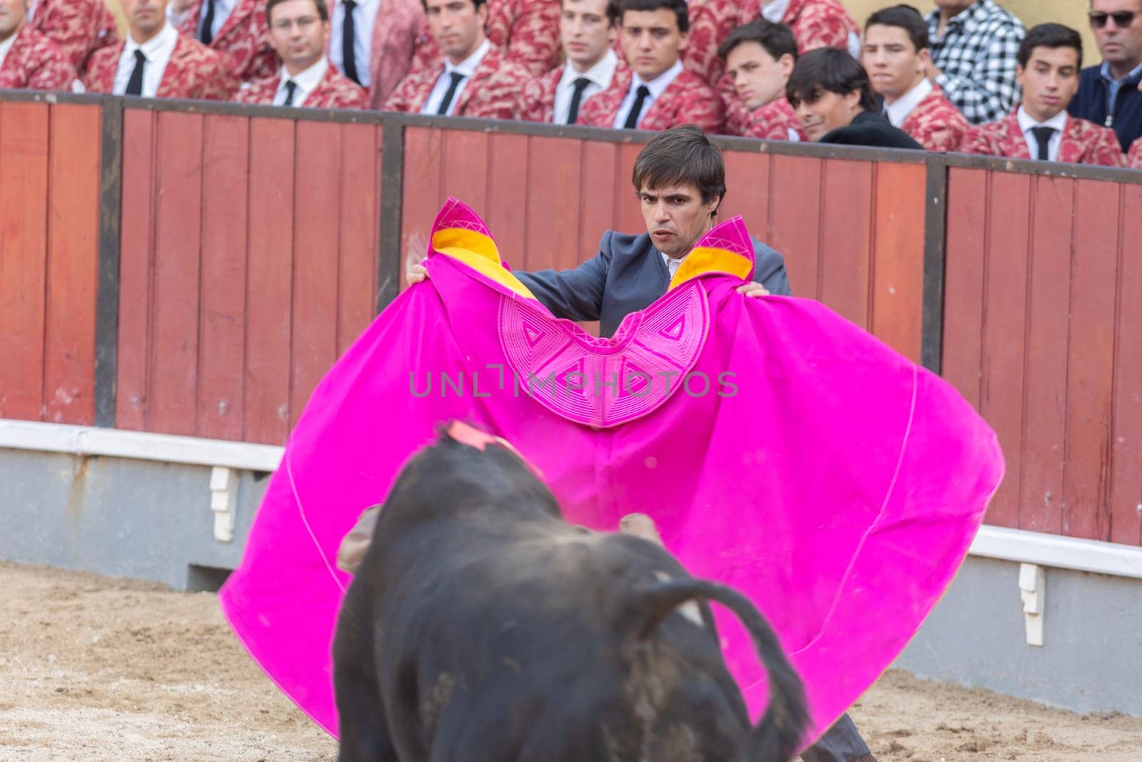 March 26, 2023 Lisbon, Portugal: Tourada - bullfighter provoking the bull with a bright rag on arena by Studia72