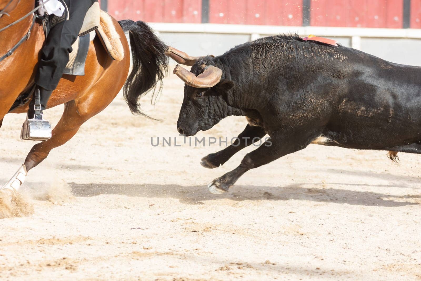 March 26, 2023 Lisbon, Portugal: Tourada - a bull chasing a rider on a horse in the arena. Mid shot