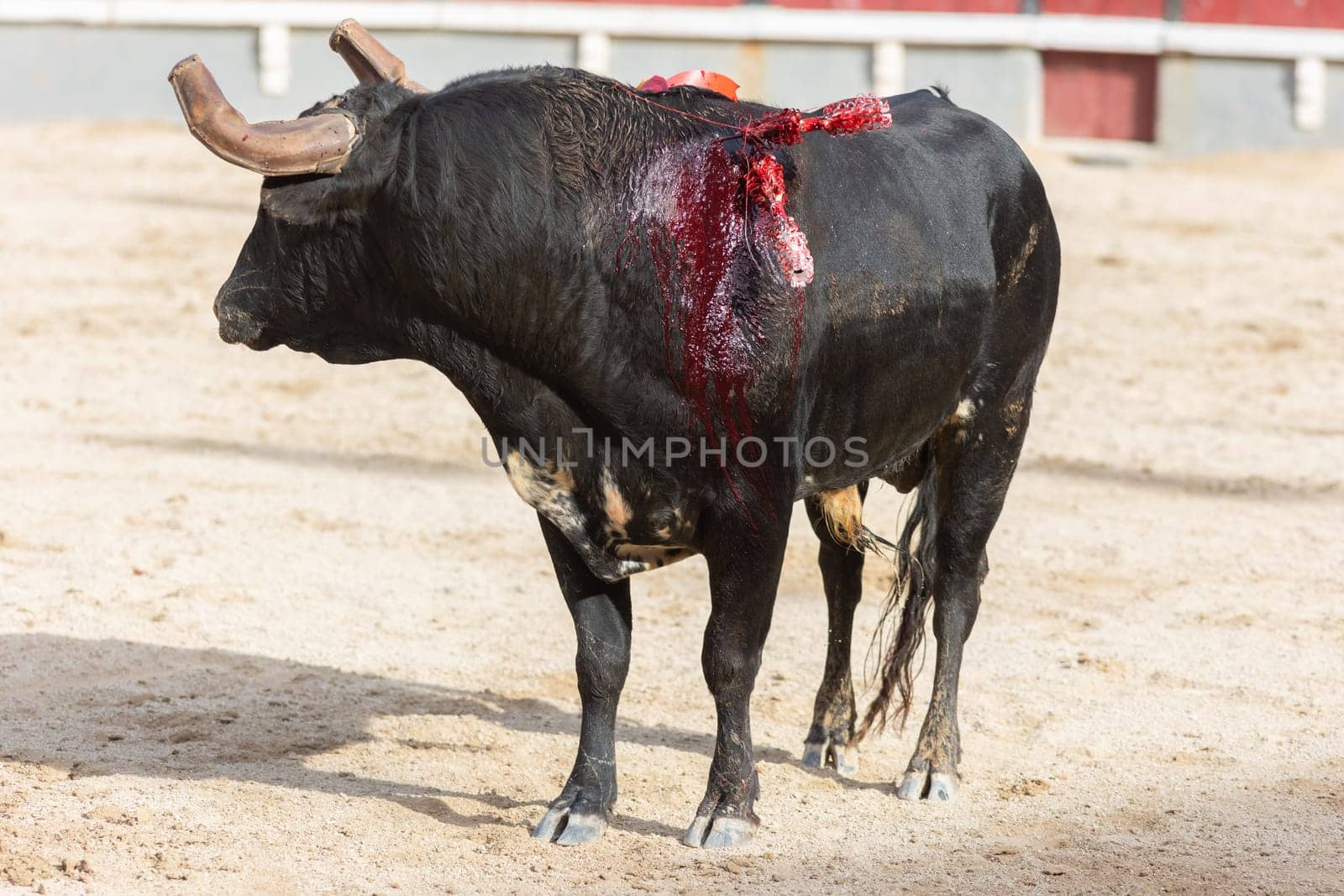 March 26, 2023 Lisbon, Portugal: Tourada - black bleeding bull in the arena. Mid shot