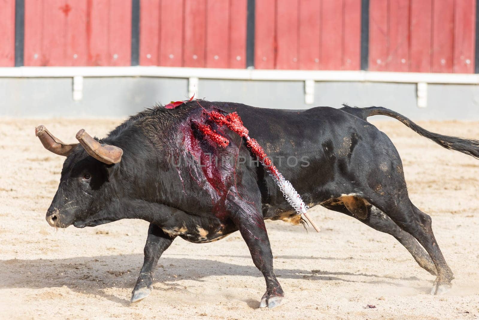 March 26, 2023 Lisbon, Portugal: Tourada - black bleeding bull running on the arena. Mid shot