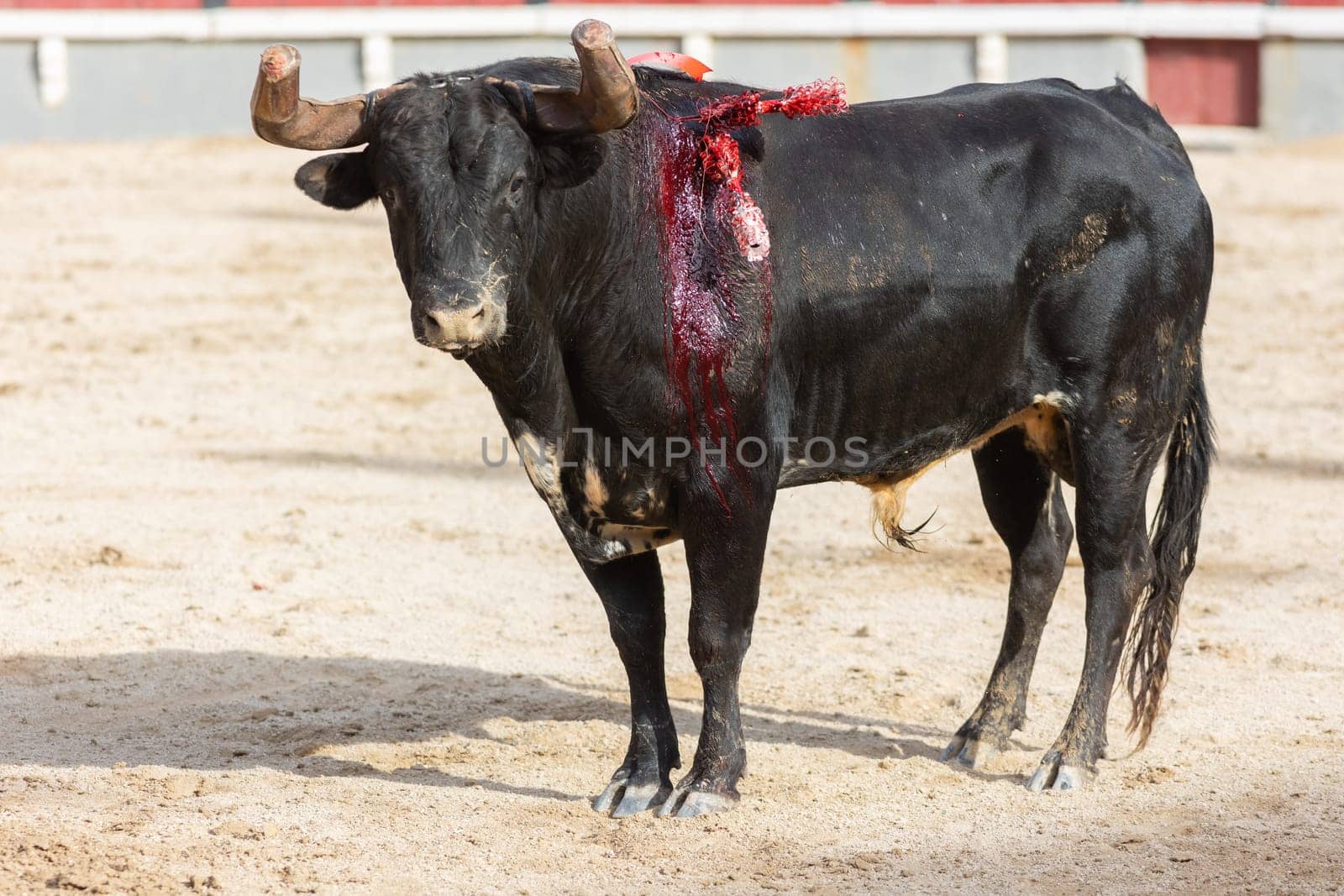 Tourada - black bleeding bull in the arena. Mid shot