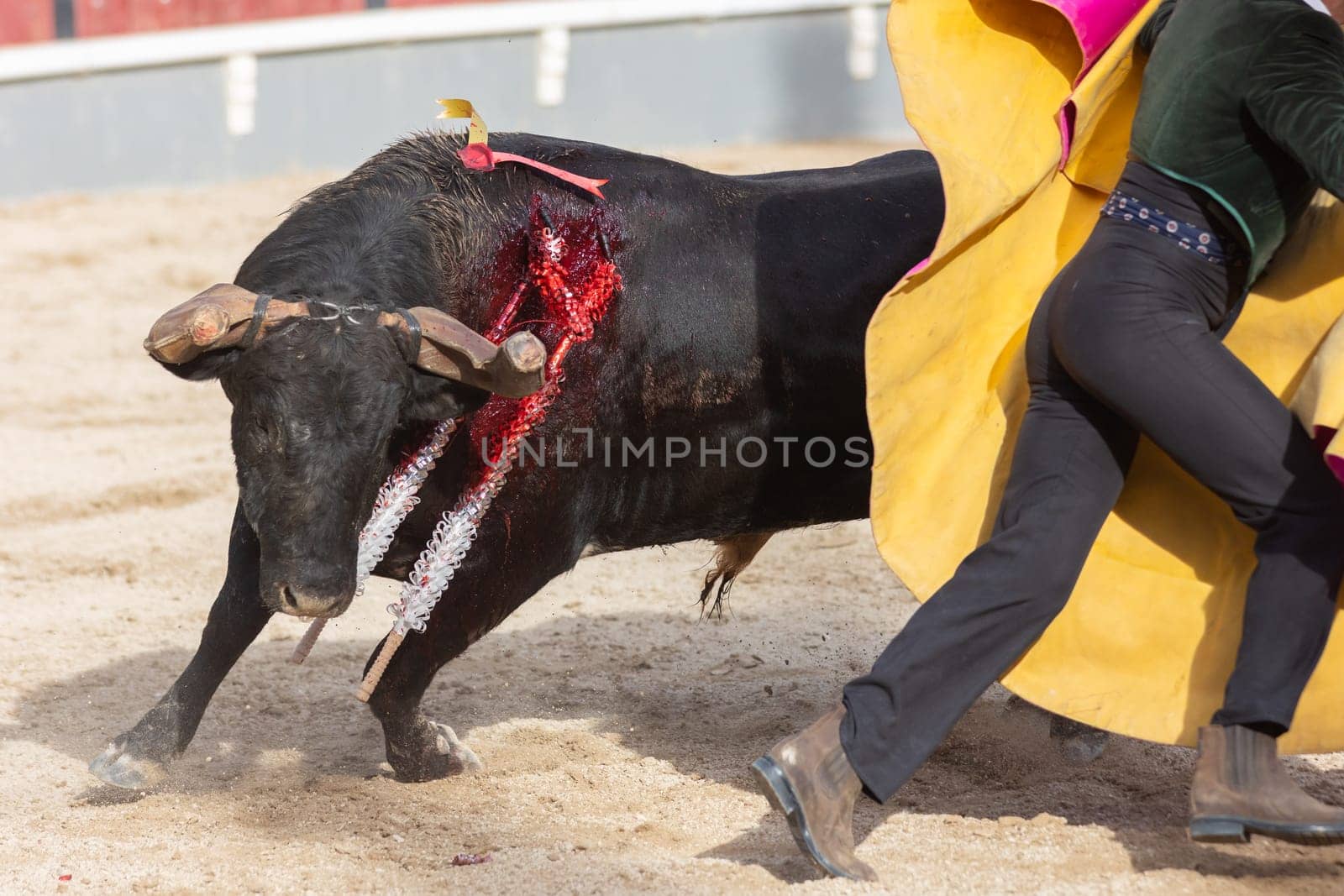 Tourada - an injured bull fighting a man on the arena by Studia72