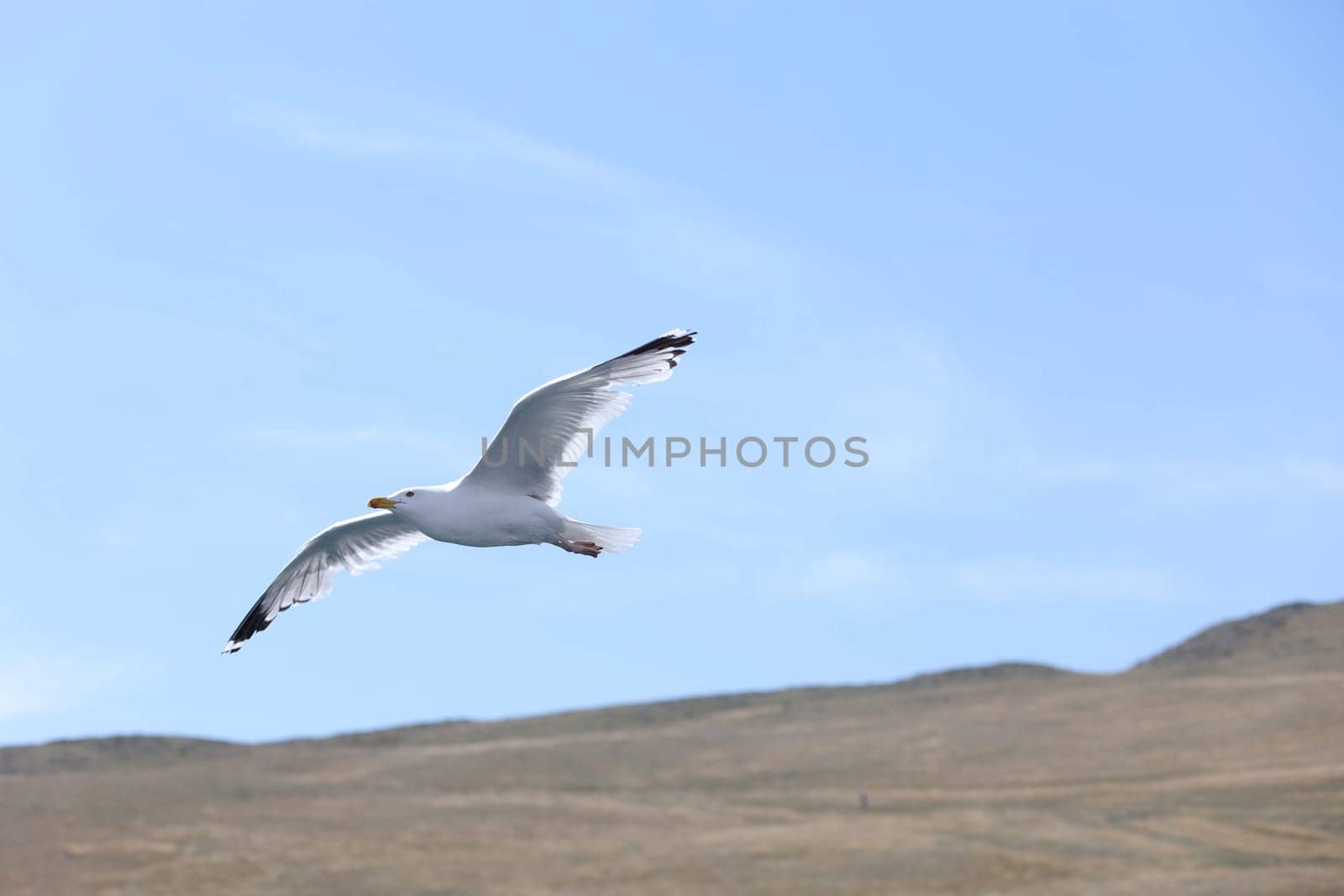 A Baikal gull flies in the blue sky over Lake Baikal along the mountains of Olkhon Island