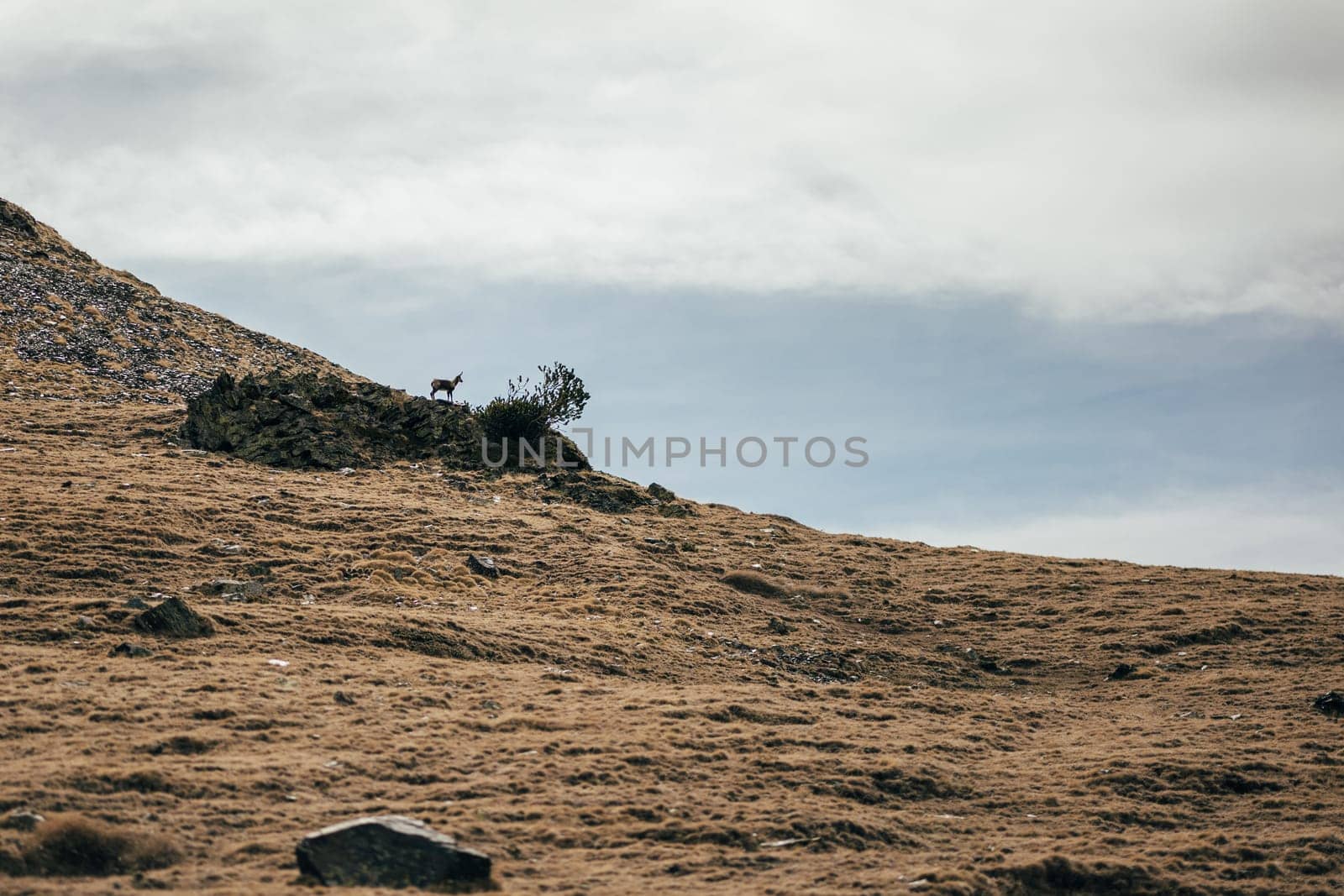 Exotic side view of the Pyrenean mountain slopes and the Pyrenean goat chamois on the evening cloudy sky. The concept of rare wild animals living in the mountains by apavlin