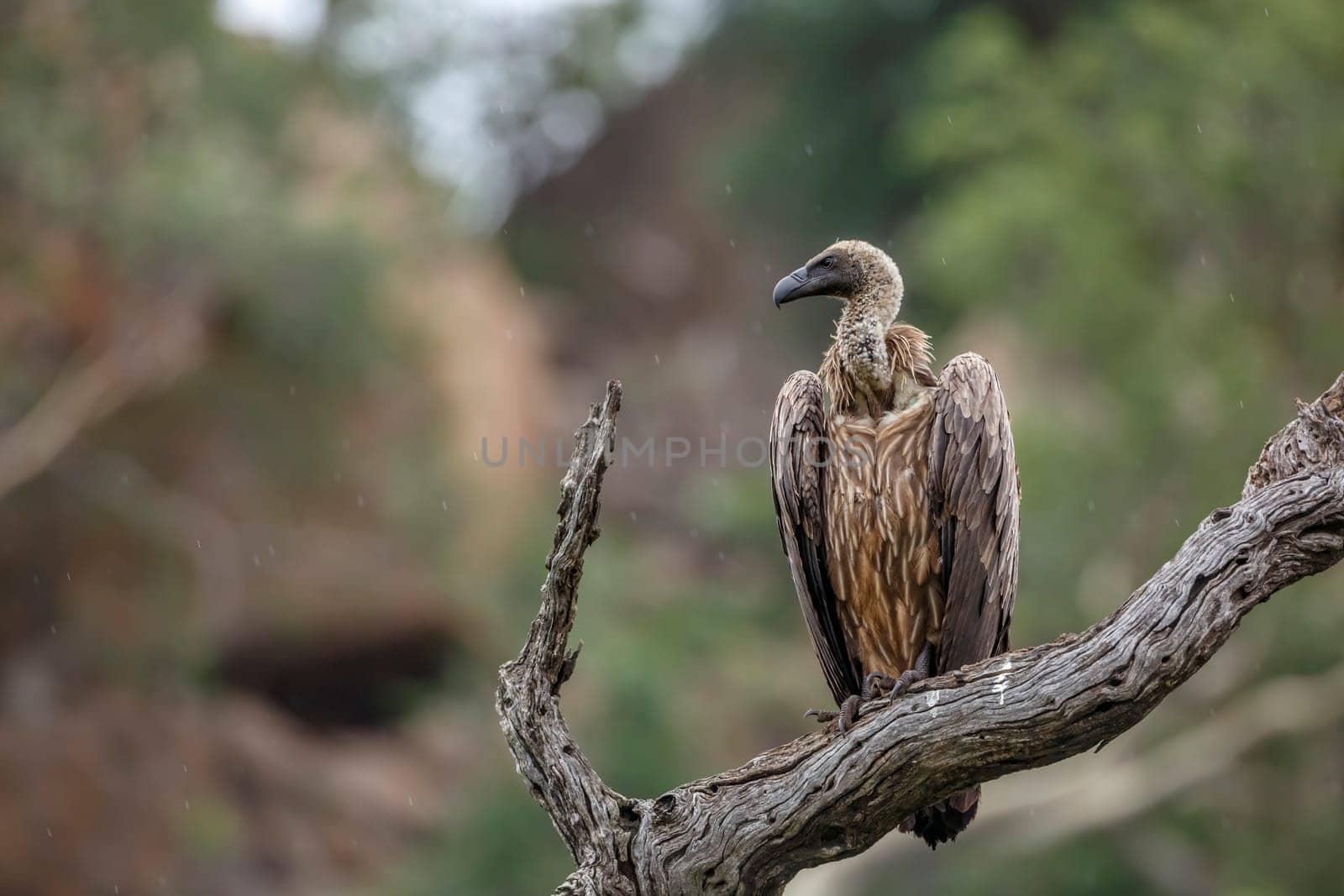 White backed Vulture standing on a log under the rain in Kruger National park, South Africa ; Specie Gyps africanus family of Accipitridae