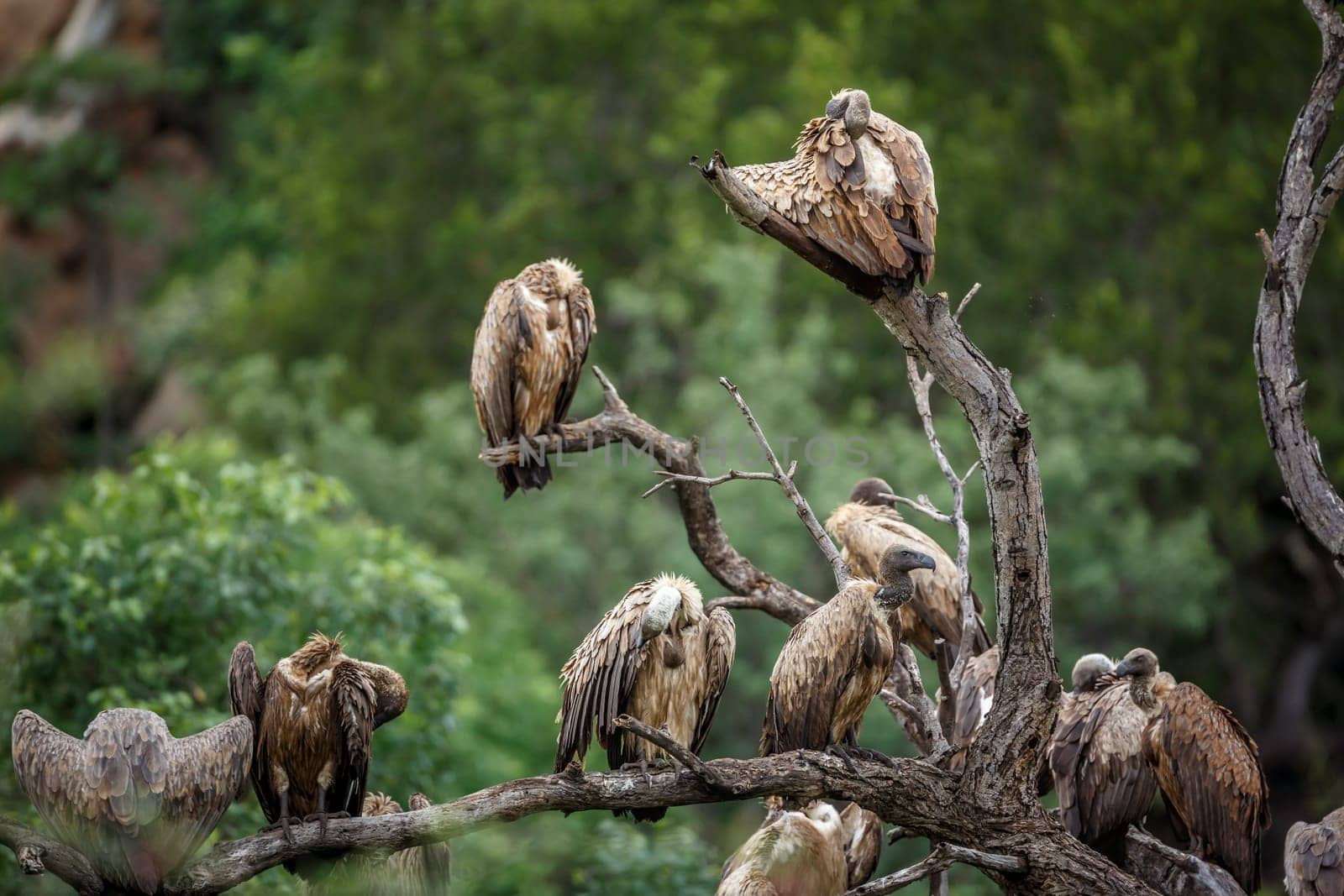 Group of White backed Vulture grooming in the morning in Kruger National park, South Africa ; Specie Gyps africanus family of Accipitridae