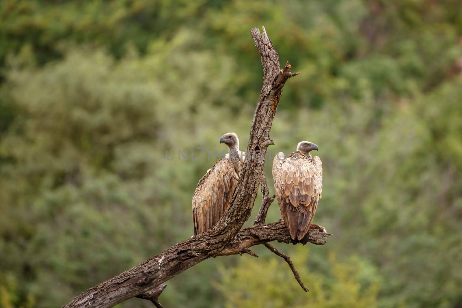 Two White backed Vulture standing on a log isolated in natural background in Kruger National park, South Africa ; Specie Gyps africanus family of Accipitridae