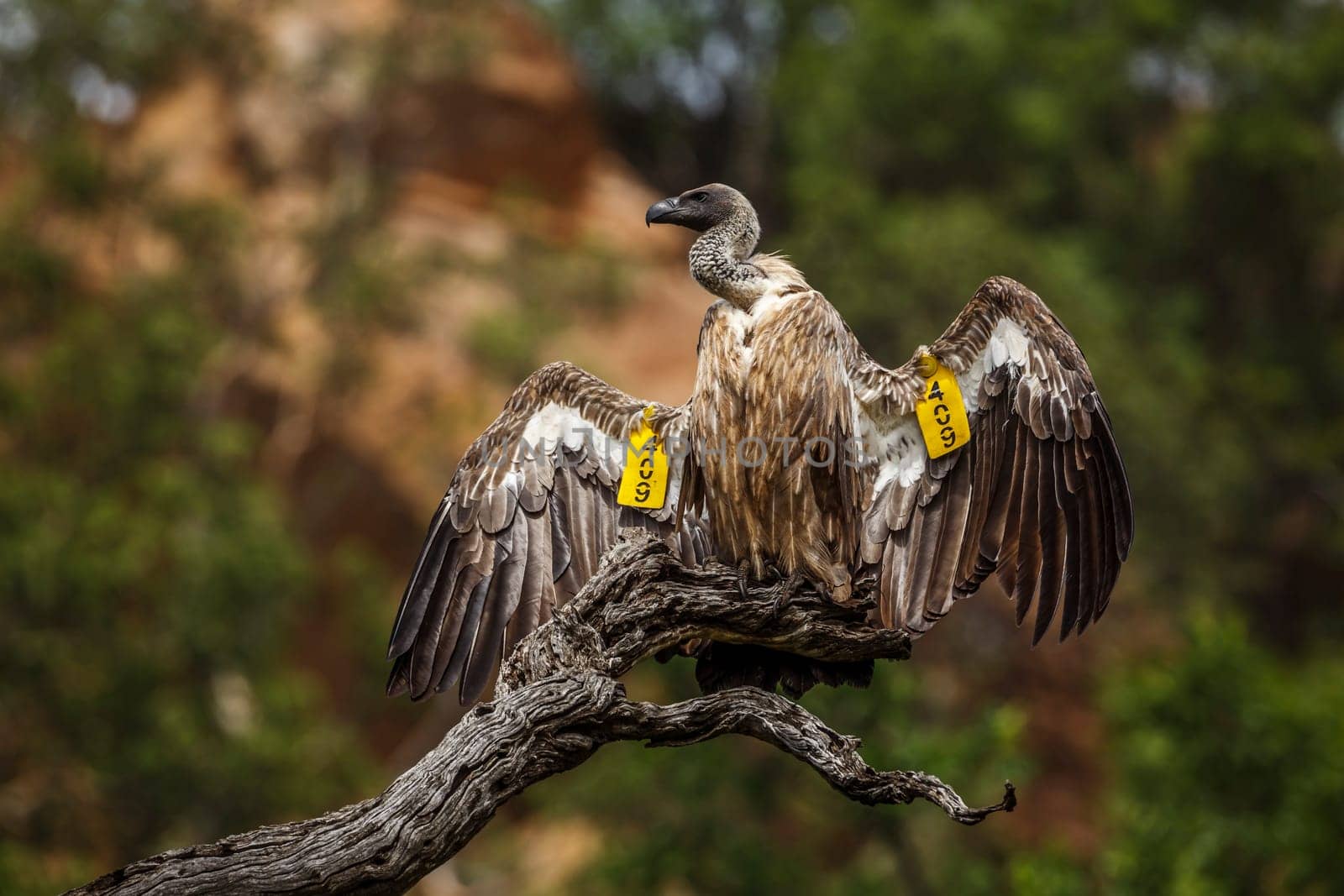 White backed Vulture spread wings under rain in Kruger National park, South Africa ; Specie Gyps africanus family of Accipitridae