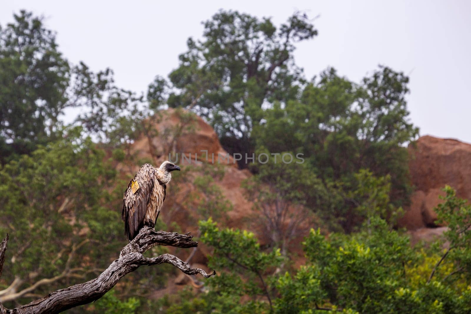 White backed Vulture tagged perched in his habitat in Kruger National park, South Africa ; Specie Gyps africanus family of Accipitridae