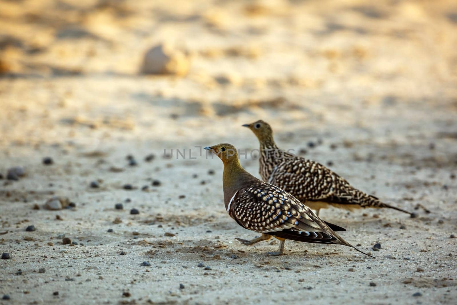 Namaqua sandgrouse couple meeting in Kgalagadi transfrontier park, South Africa; specie Pterocles namaqua family of Pteroclidae