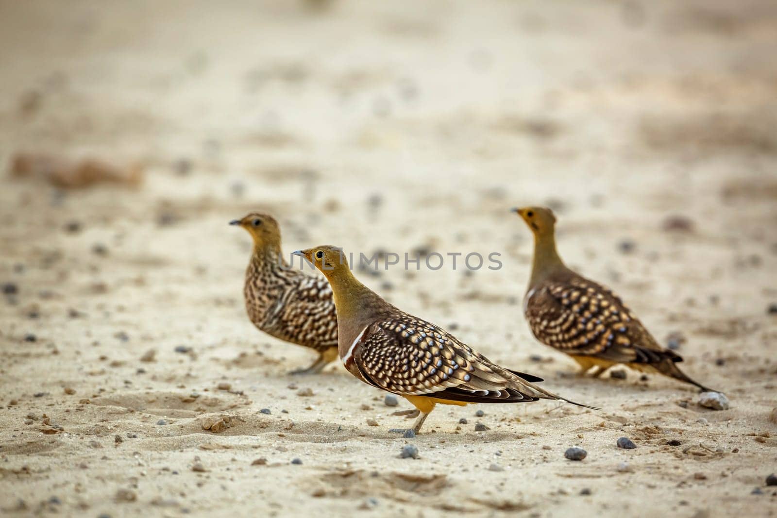 Namaqua sandgrouse in Kgalagadi transfrontier park, South Africa by PACOCOMO