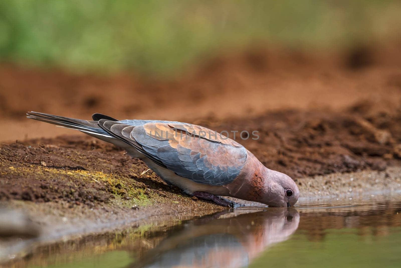 Laughing Dove drinking at waterhole in Kruger National park, South Africa ; Specie Streptopelia senegalensis family of Columbidae