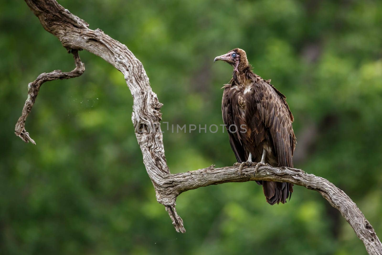 Hooded vulture in Kruger National park, South Africa by PACOCOMO