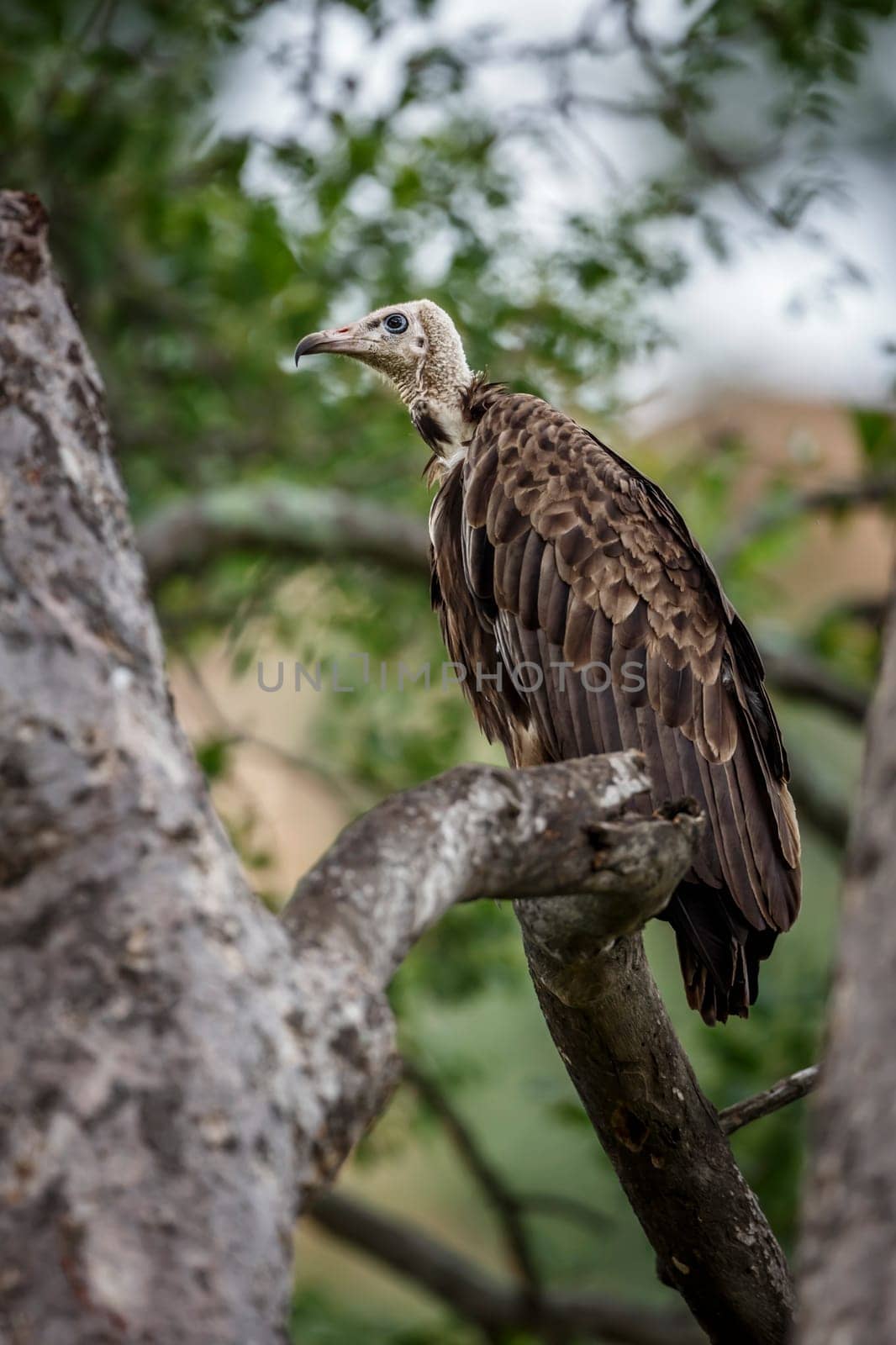 Hooded vulture in Kruger National park, South Africa by PACOCOMO