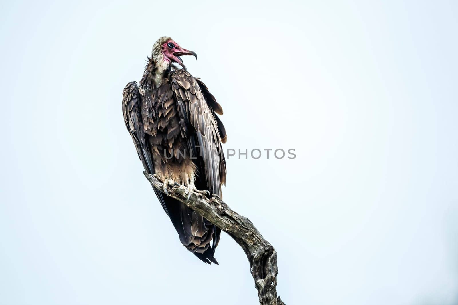 Hooded vulture in Kruger National park, South Africa by PACOCOMO