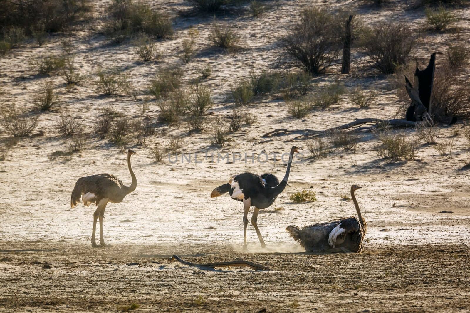 African Ostrich couple grooming in sand and juvenile in Kgalagadi transfrontier park, South Africa ; Specie Struthio camelus family of Struthionidae