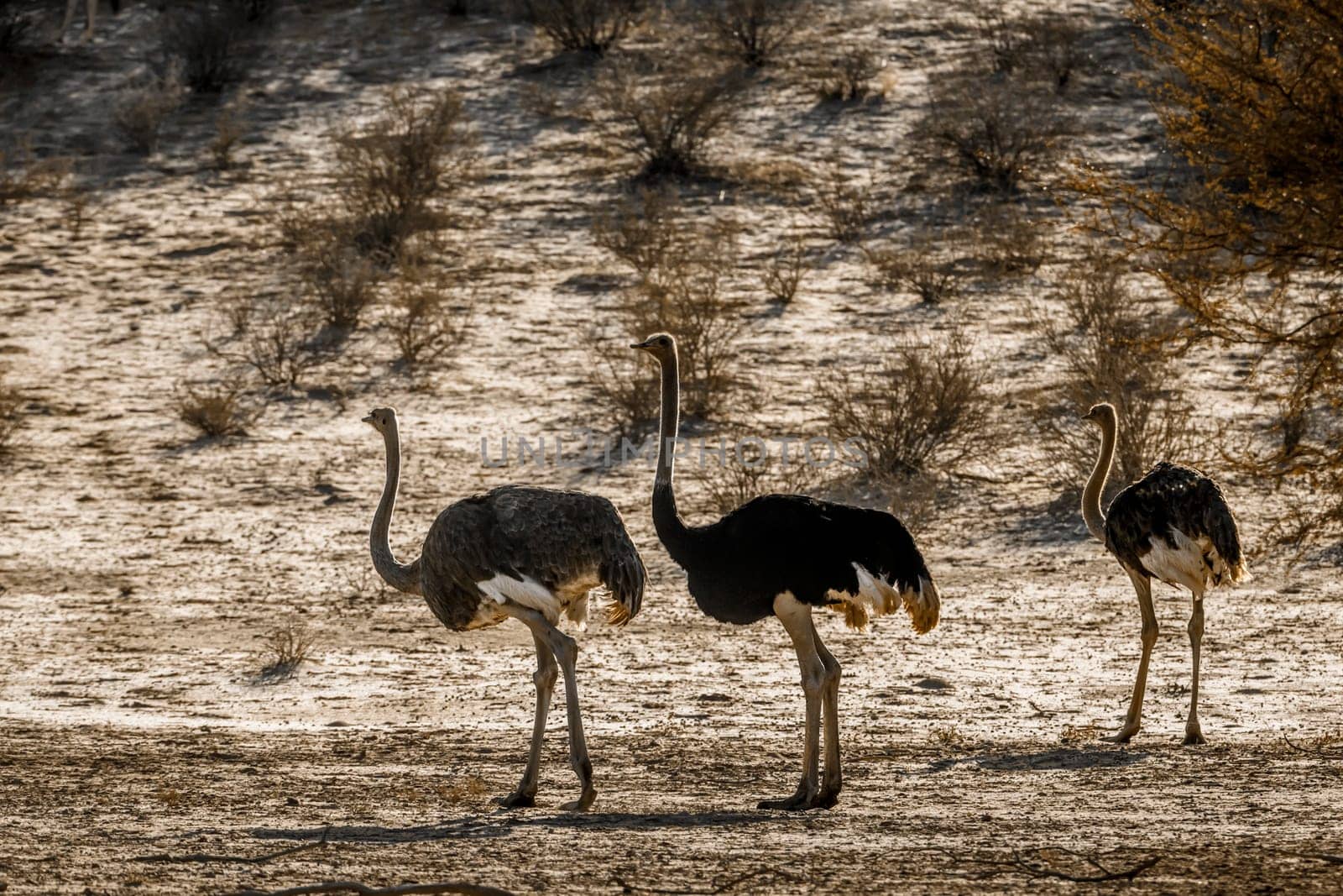 African Ostrich couple and one juvenile standing in dry land  in Kgalagadi transfrontier park, South Africa ; Specie Struthio camelus family of Struthionidae