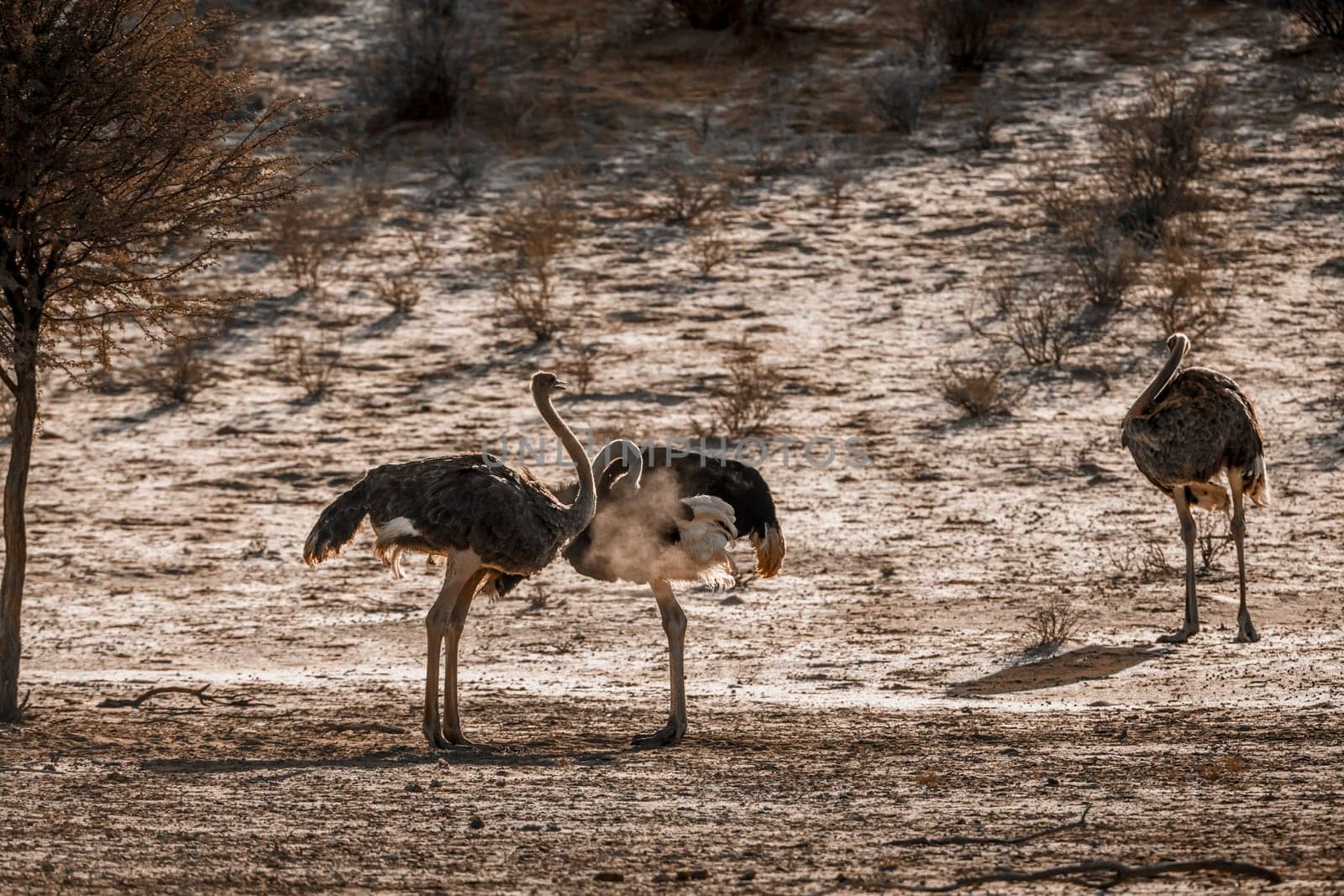 Three African Ostrich grooming and preening in Kgalagadi transfrontier park, South Africa ; Specie Struthio camelus family of Struthionidae