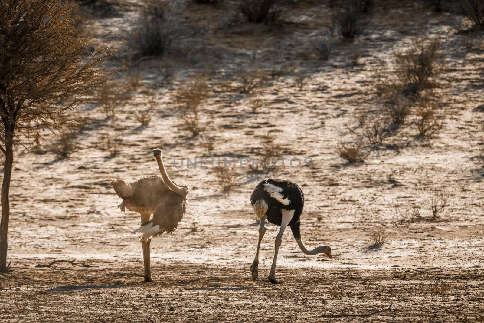 African Ostrich in Kgalagadi transfrontier park, South Africa by PACOCOMO