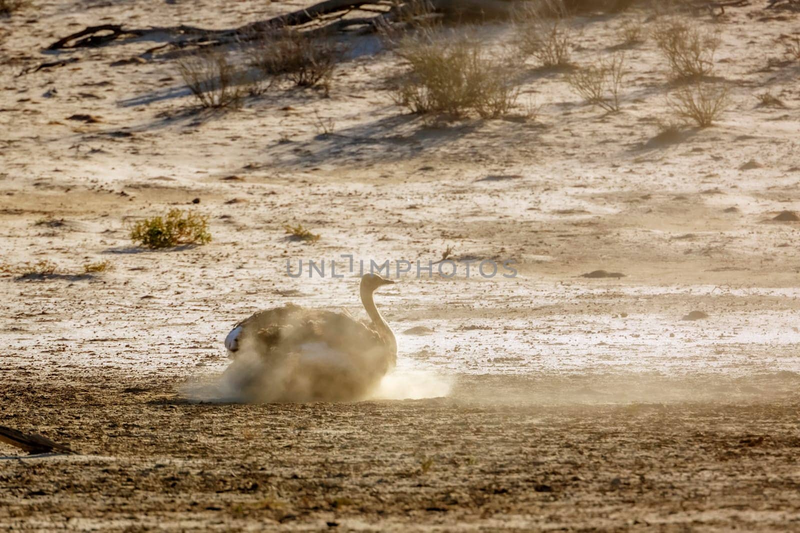 African Ostrich grooming an shaking sand n Kgalagadi transfrontier park, South Africa ; Specie Struthio camelus family of Struthionidae