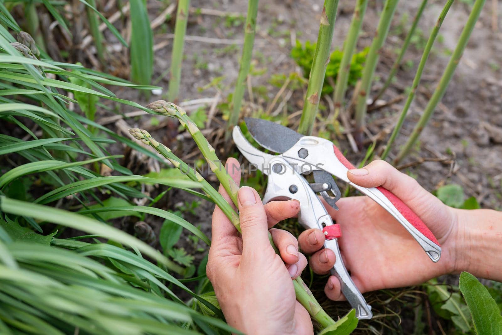 A woman's hand cuts green asparagus in the garden. Farmer harvesting