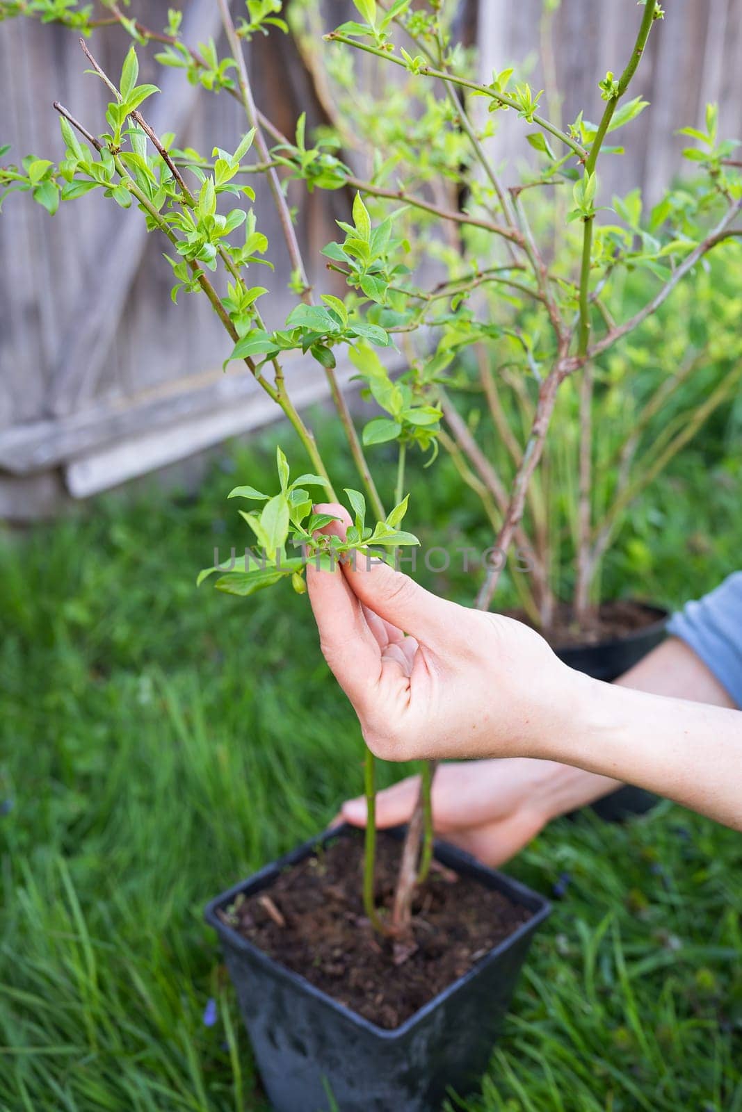 Planting a new blueberry bush. Gardening on a large scale. Delicious sweet berry