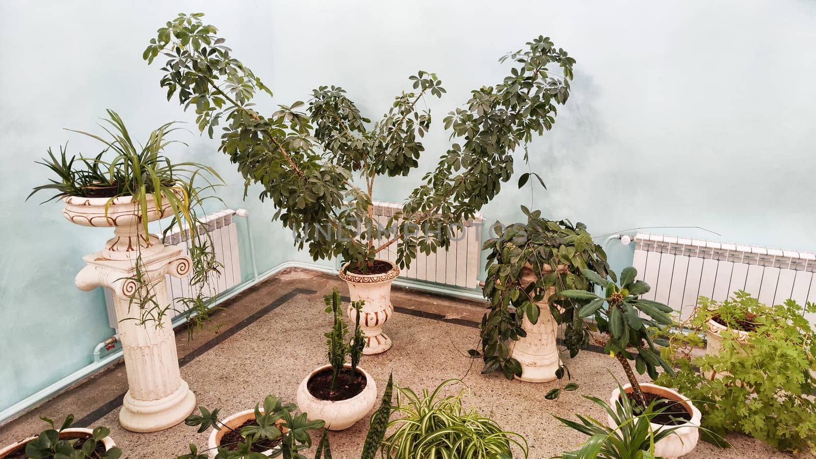 Interior with different green house flowers in pots on the floor. Winter garden in empty hall