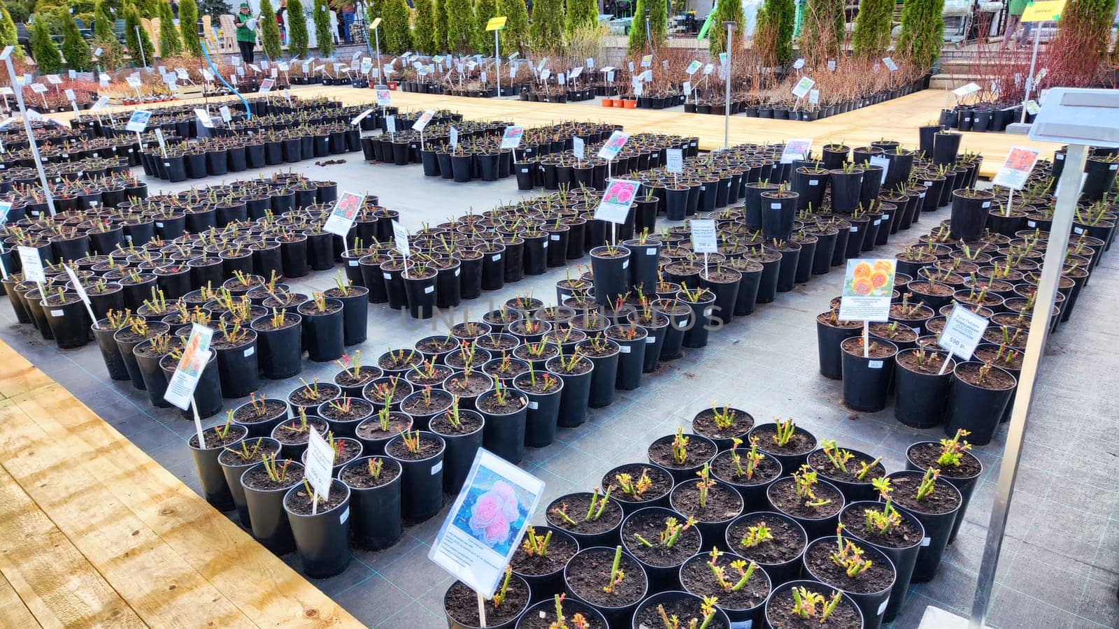 Kirov, Russia - April 23, 2023: Garden centre, plant nursery. Shopping center for the sale of flowers for garden in early spring or summer day