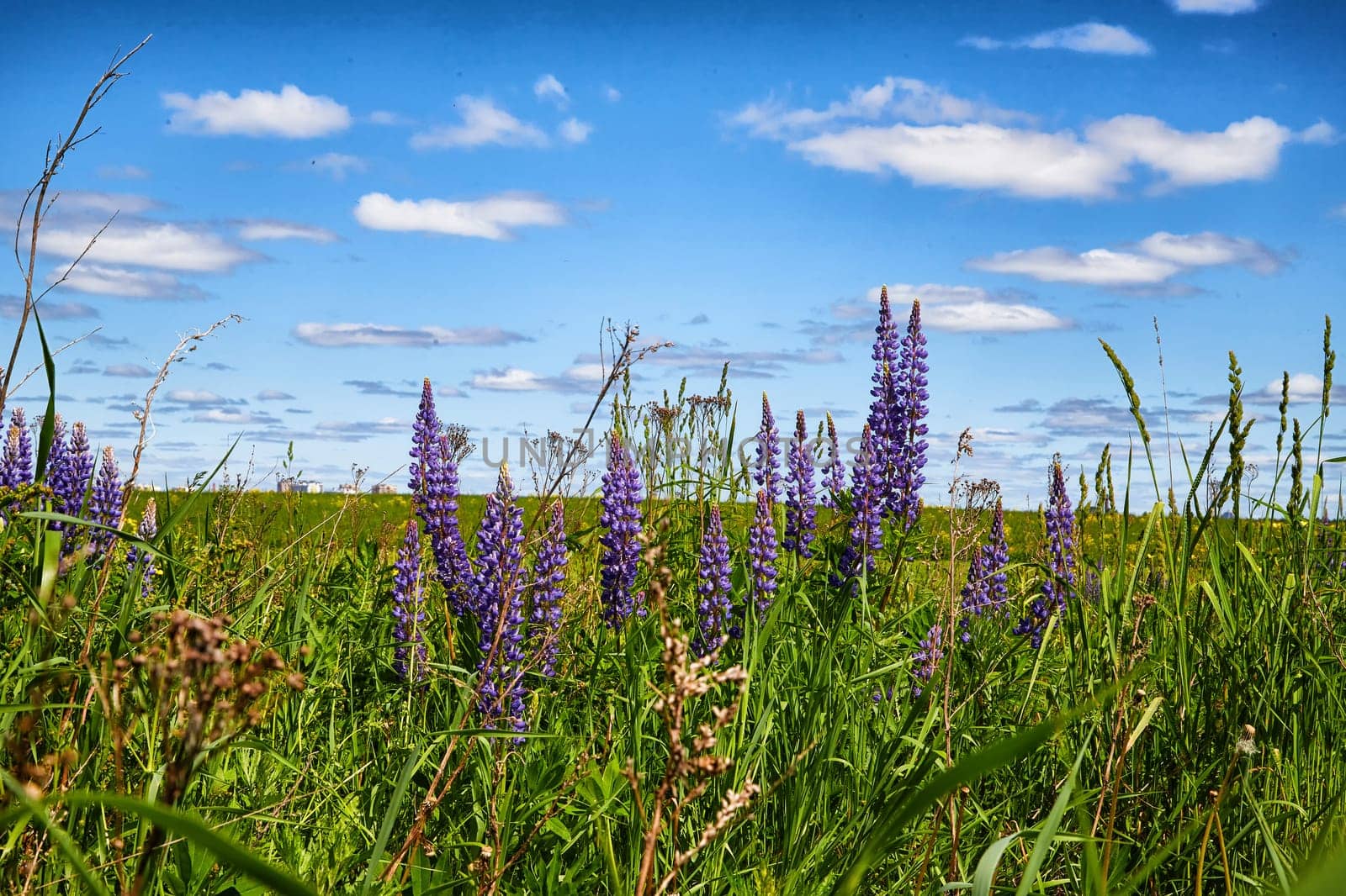 Nature and landscape with green meadow or field, purple lupine flowers in foreground and blue sky with clouds in the background. Time of spring or early summer