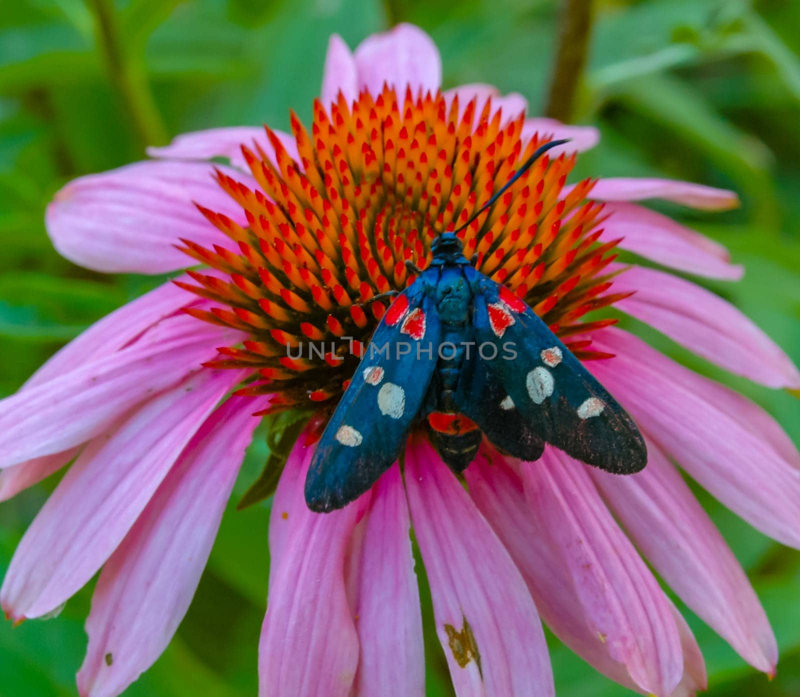 burnet moth (Zygaena ephialtes), butterflies sit on an echinacea flower and drink nectar by Hydrobiolog