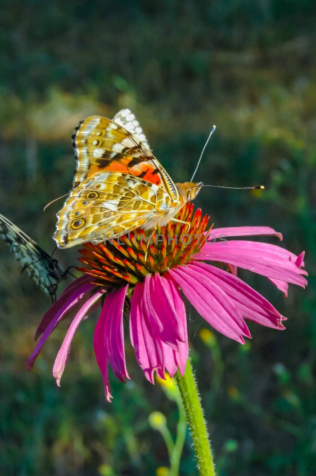 Painted lady (Vanessa cardui), butterfly sits on an Echinacea purpurea flower and drinks nectar