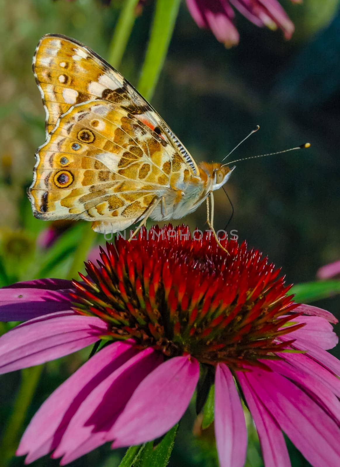 Painted lady (Vanessa cardui), butterfly sits on an Echinacea purpurea flower and drinks nectar