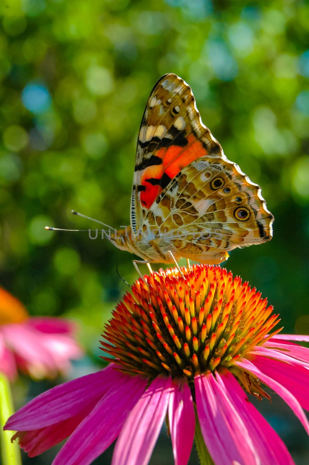 Painted lady (Vanessa cardui), butterfly sits on an Echinacea purpurea flower and drinks nectar by Hydrobiolog