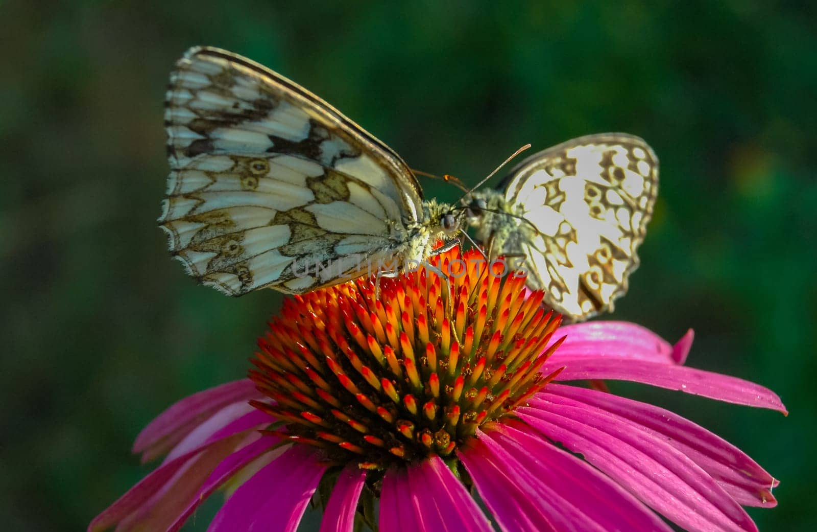 Marbled white (Melanargia galathea), butterflies sit on an echinacea flower and drink nectar