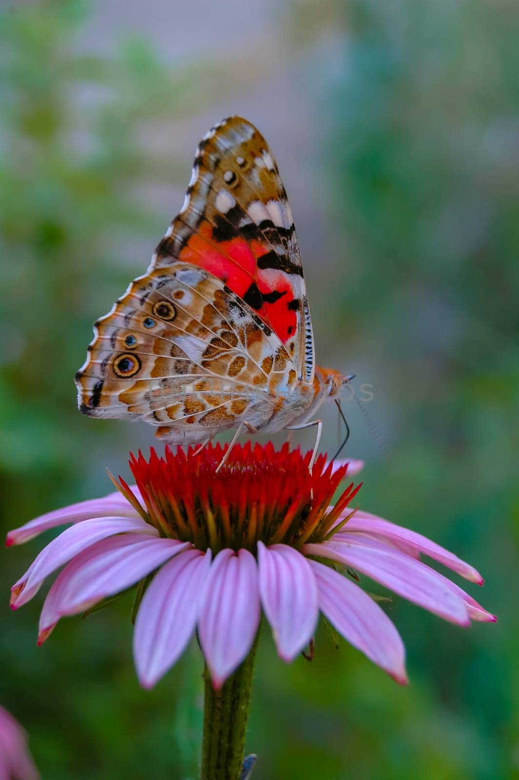 Painted lady (Vanessa cardui), butterfly sits on an Echinacea purpurea flower and drinks nectar