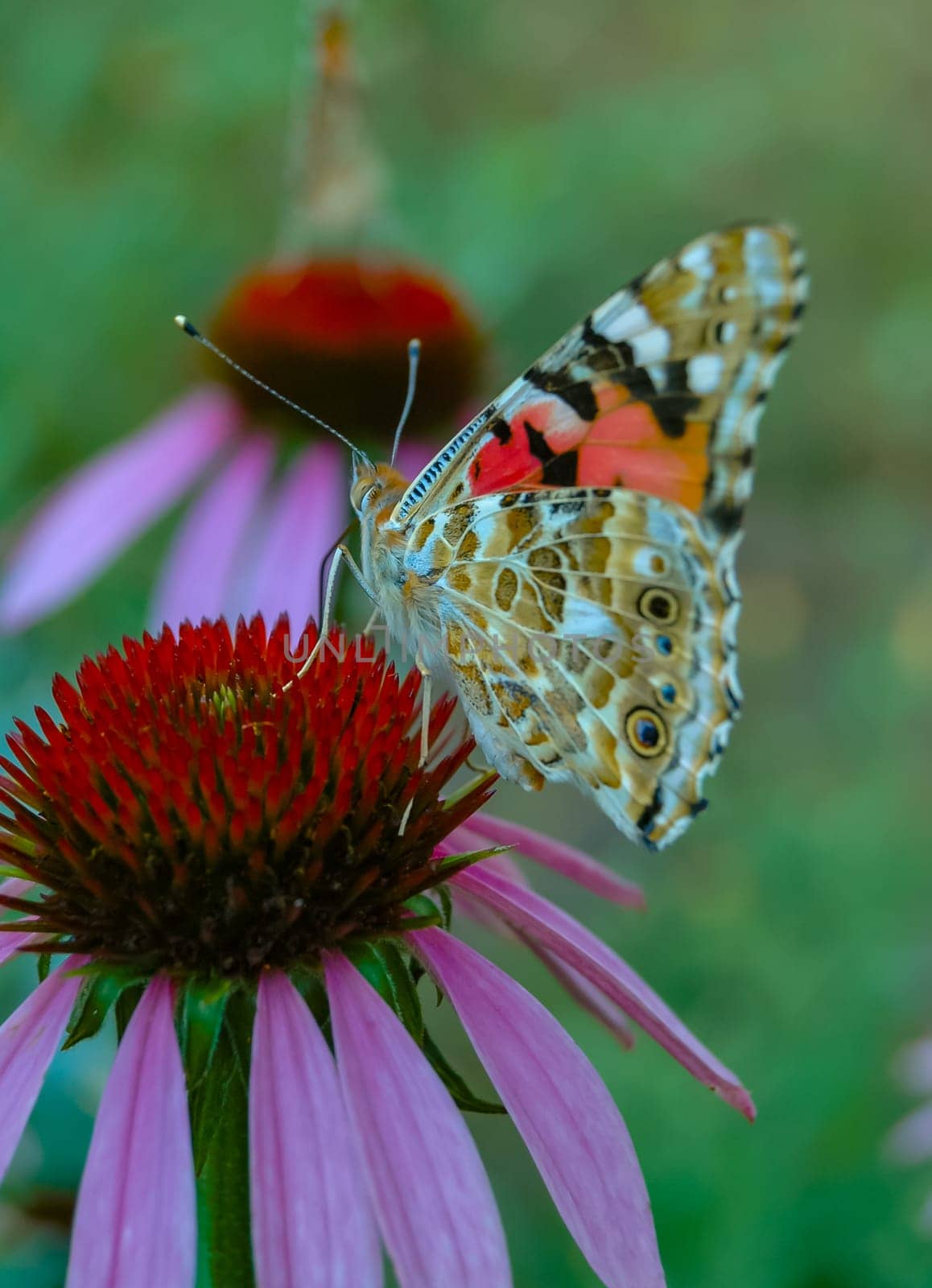 Painted lady (Vanessa cardui), butterfly sits on an Echinacea purpurea flower and drinks nectar