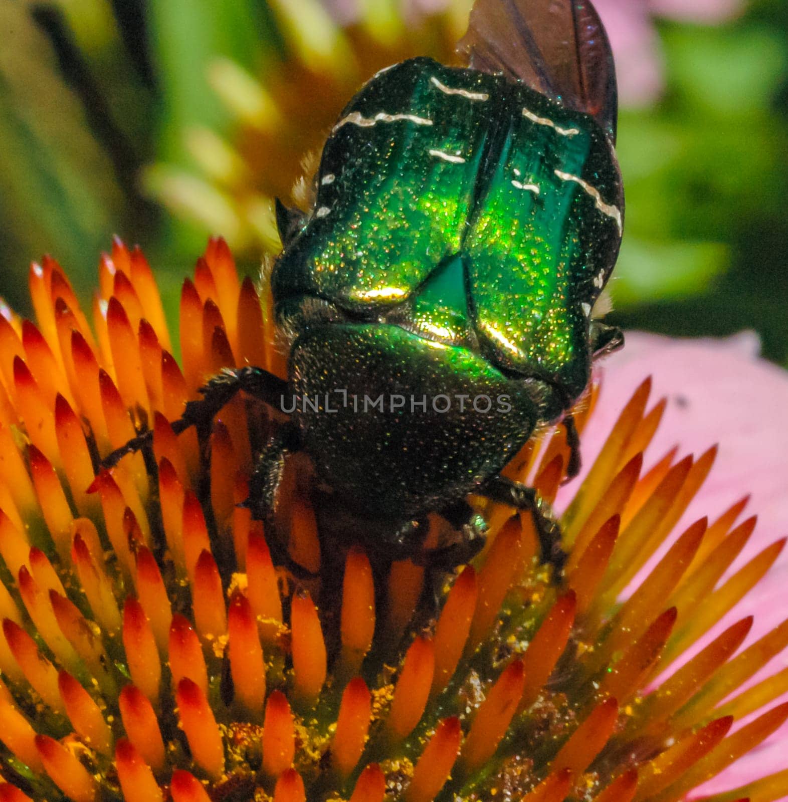 Green rose chafer (Cetonia aurata), a beetle collects and eats pollen and nectar on an echinacea flower