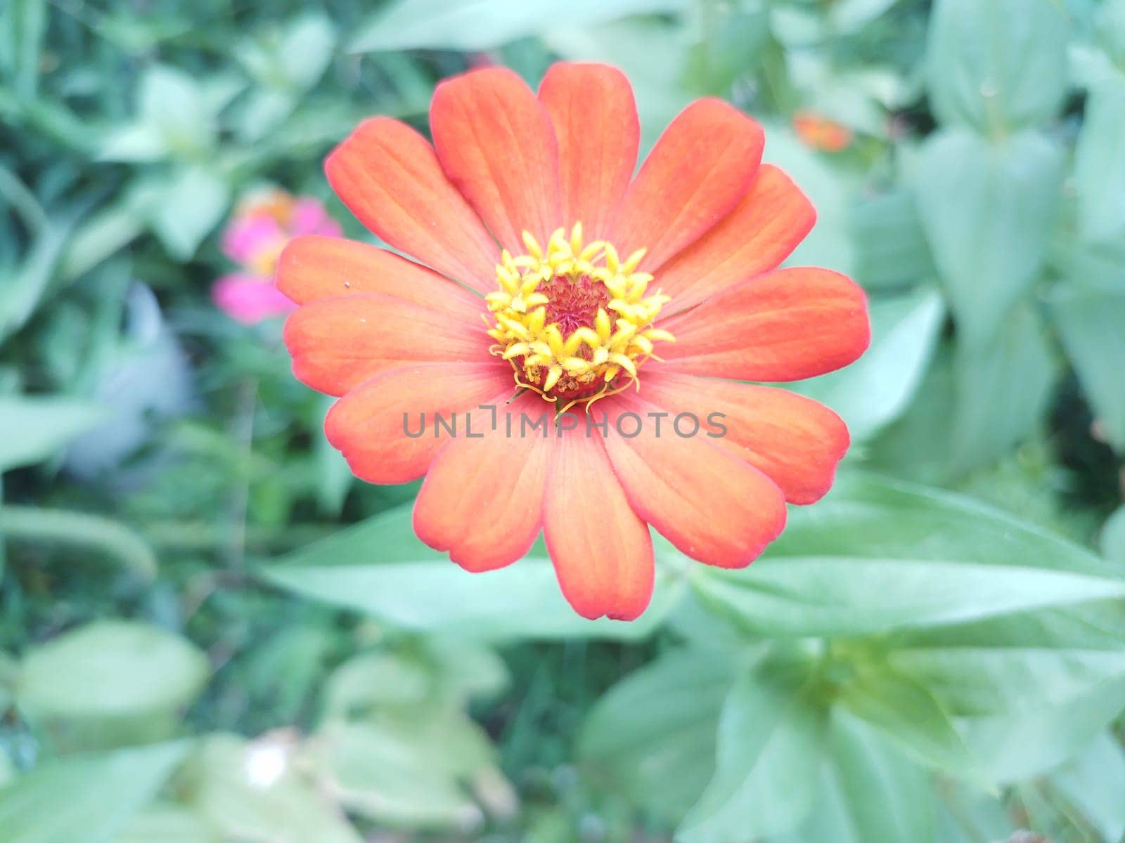 Excellent and powerful zinnia elegans flower photo. High quality photo