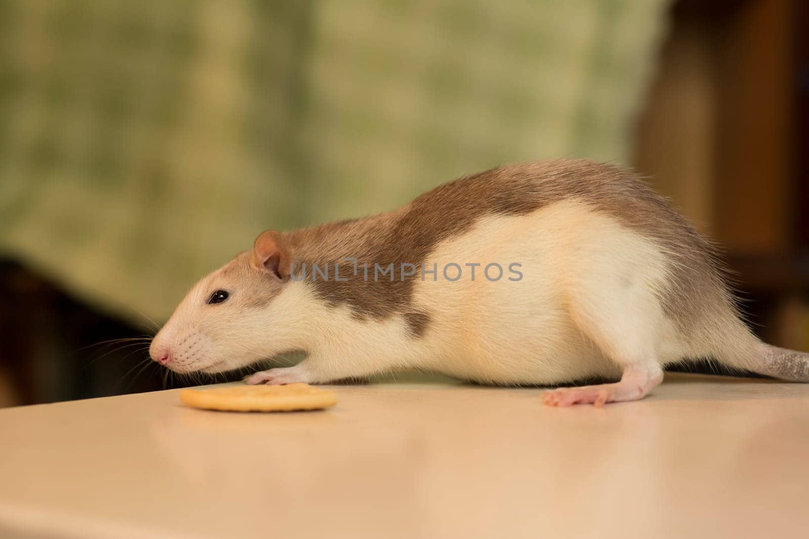 Little cute fluffy domestic rat wite grey color