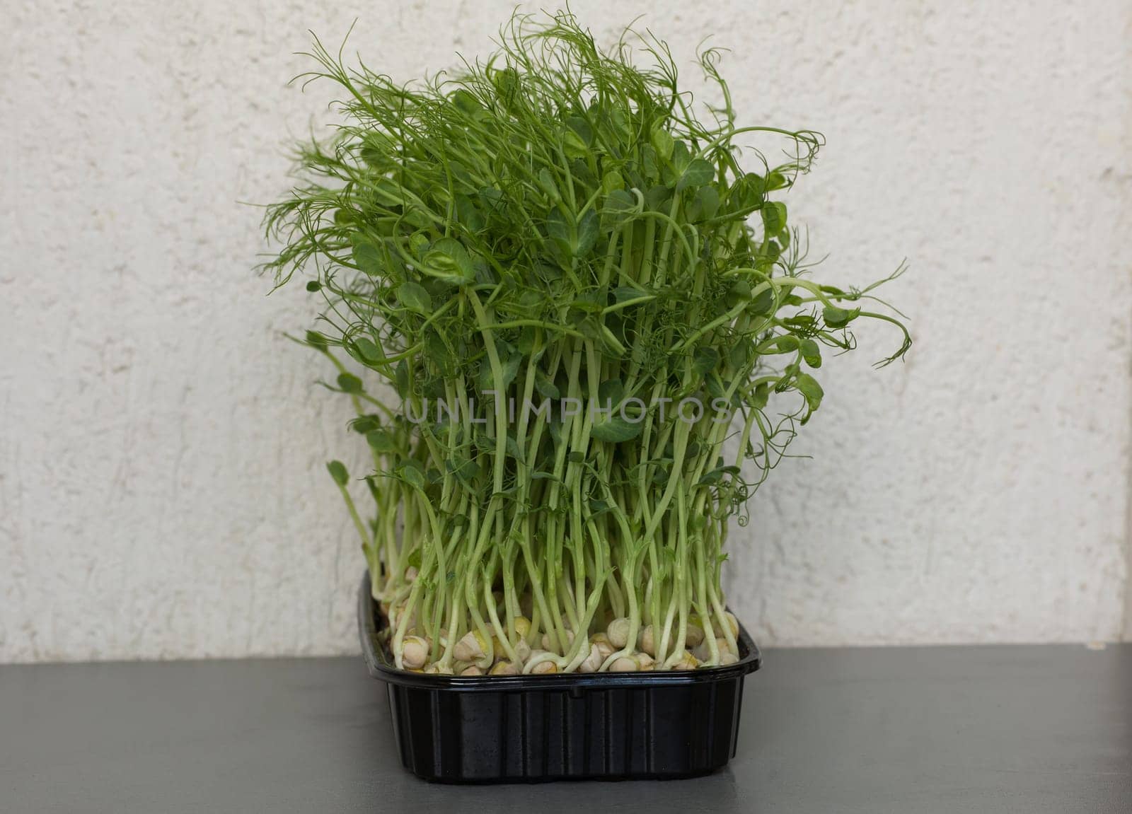 Close-up of peas microgreens with seeds and roots. Sprouting Microgreens. Seed Germination at home. Vegan and healthy eating concept. Micro greens. Growing sprouts