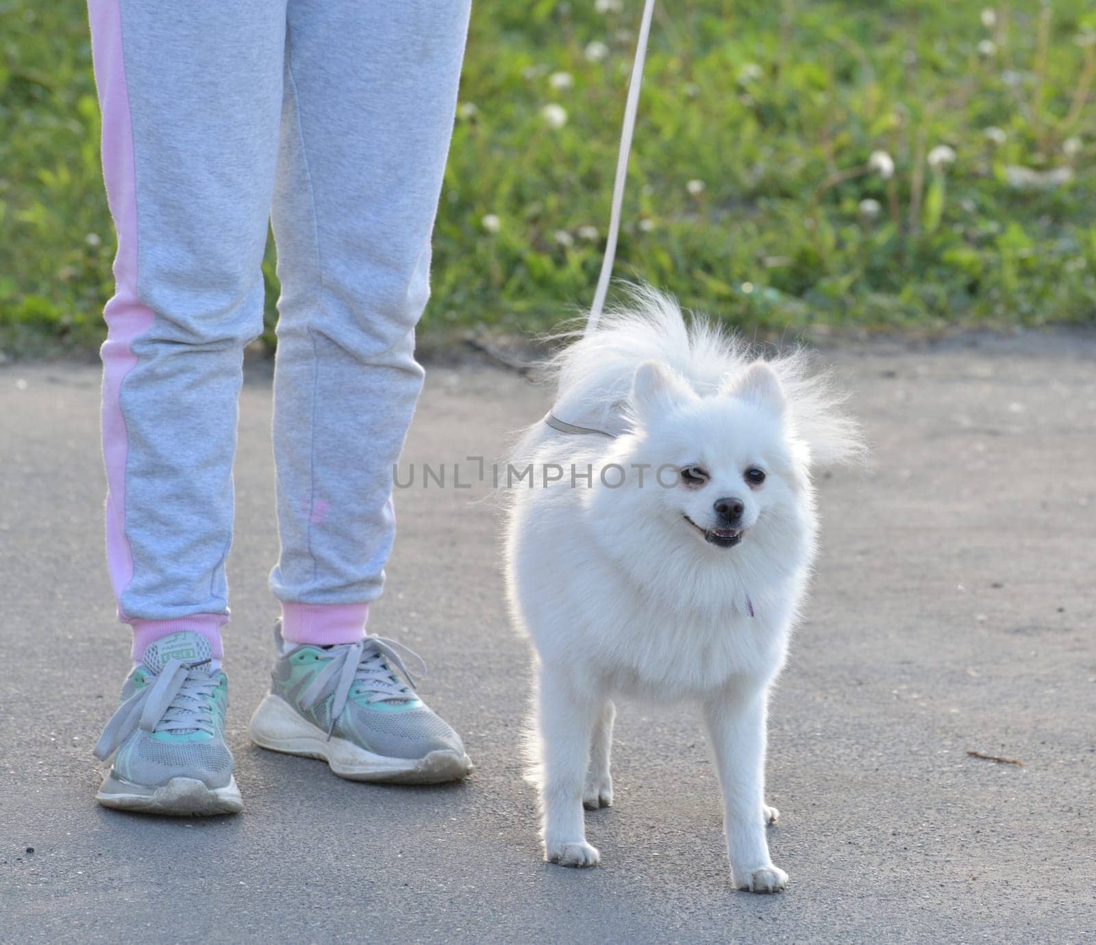 Moscow, Russia - 17 May. 2022. White Pomeranian during a walk with the owner