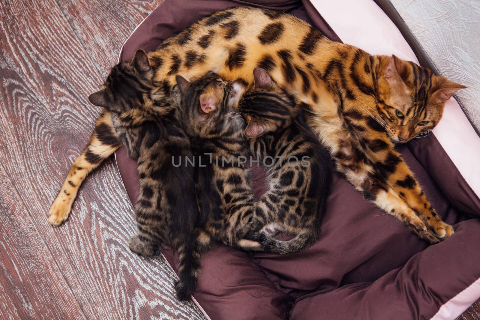 Adorable golden bengal mother-cat feeds her little kittens with breast on the cat's pillow