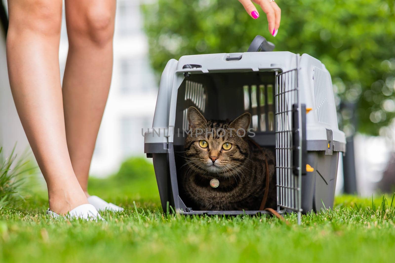 A gray striped cat lies in a carrier on the green grass in the open air next to the feet of the owner