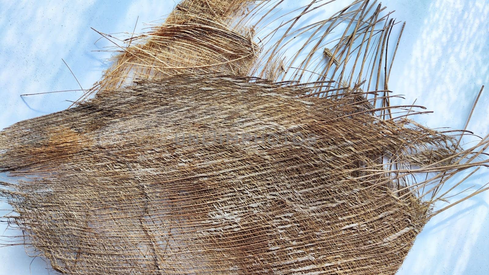 Brown dry palm tree trunk from jungle with interesting texture, background, details. Abstract background, frame, copy space