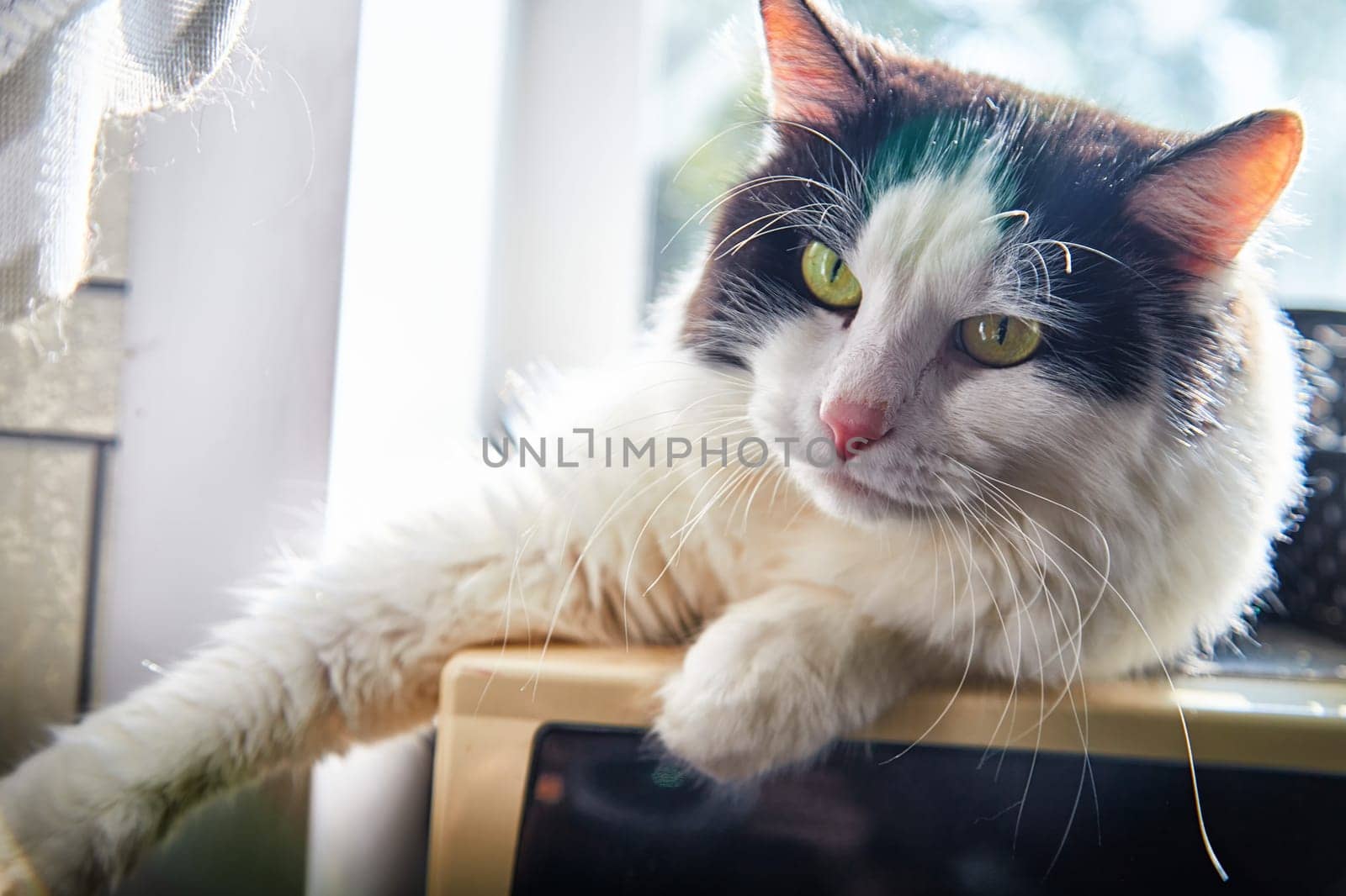 A black and white cat lies on the windowsill in cardboard box and the light from the window
