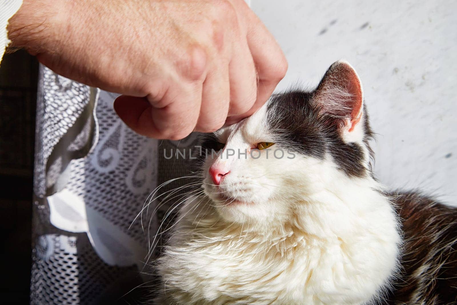 A black and white cat lies on the windowsill in cardboard box and the light from the window