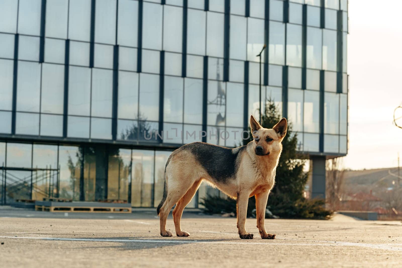 Dog in front of a modern building outdoors