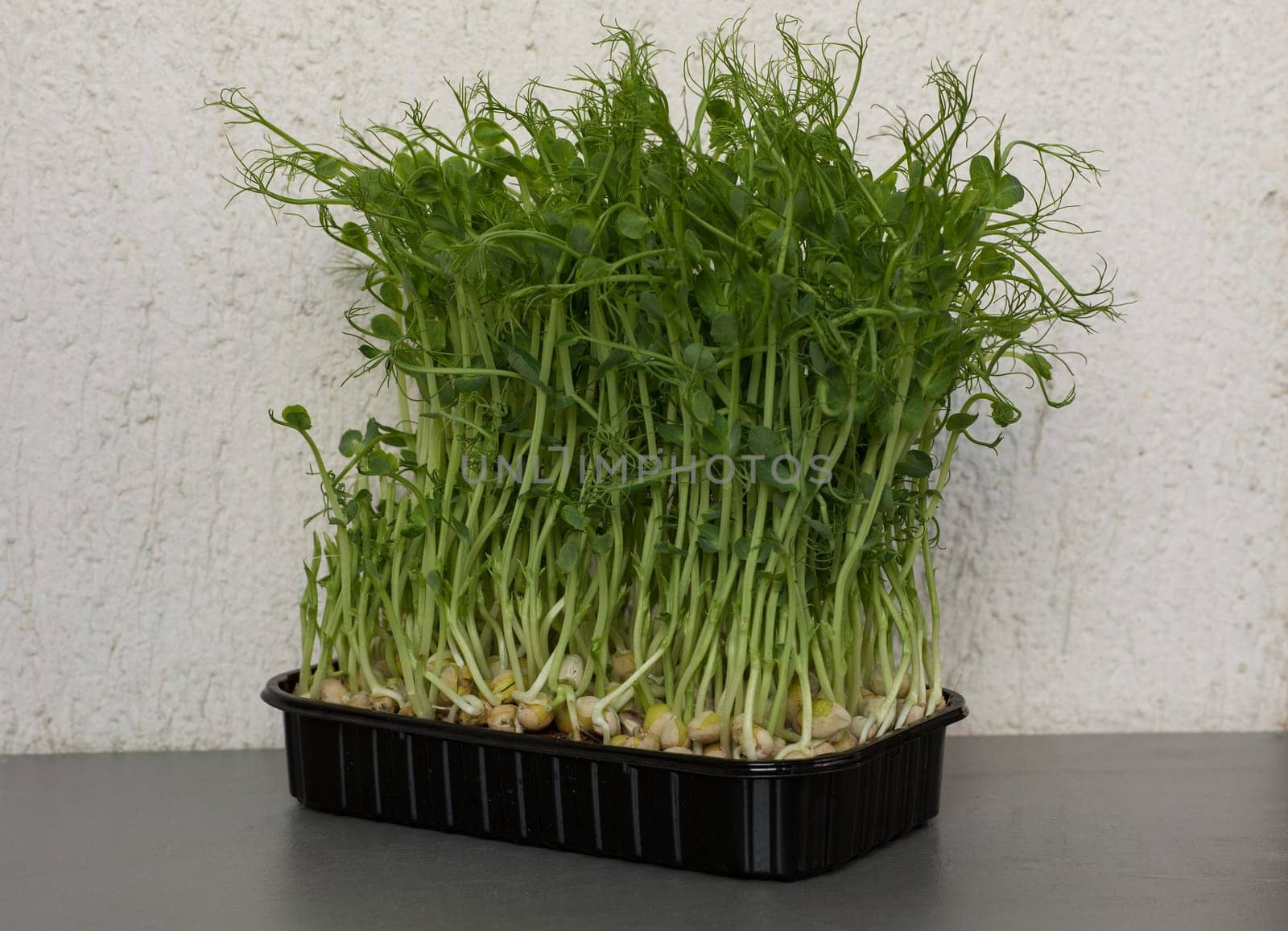 Close-up of peas microgreens with seeds and roots. Sprouting Microgreens. Seed Germination at home. Vegan and healthy eating concept. Micro greens. Growing sprouts