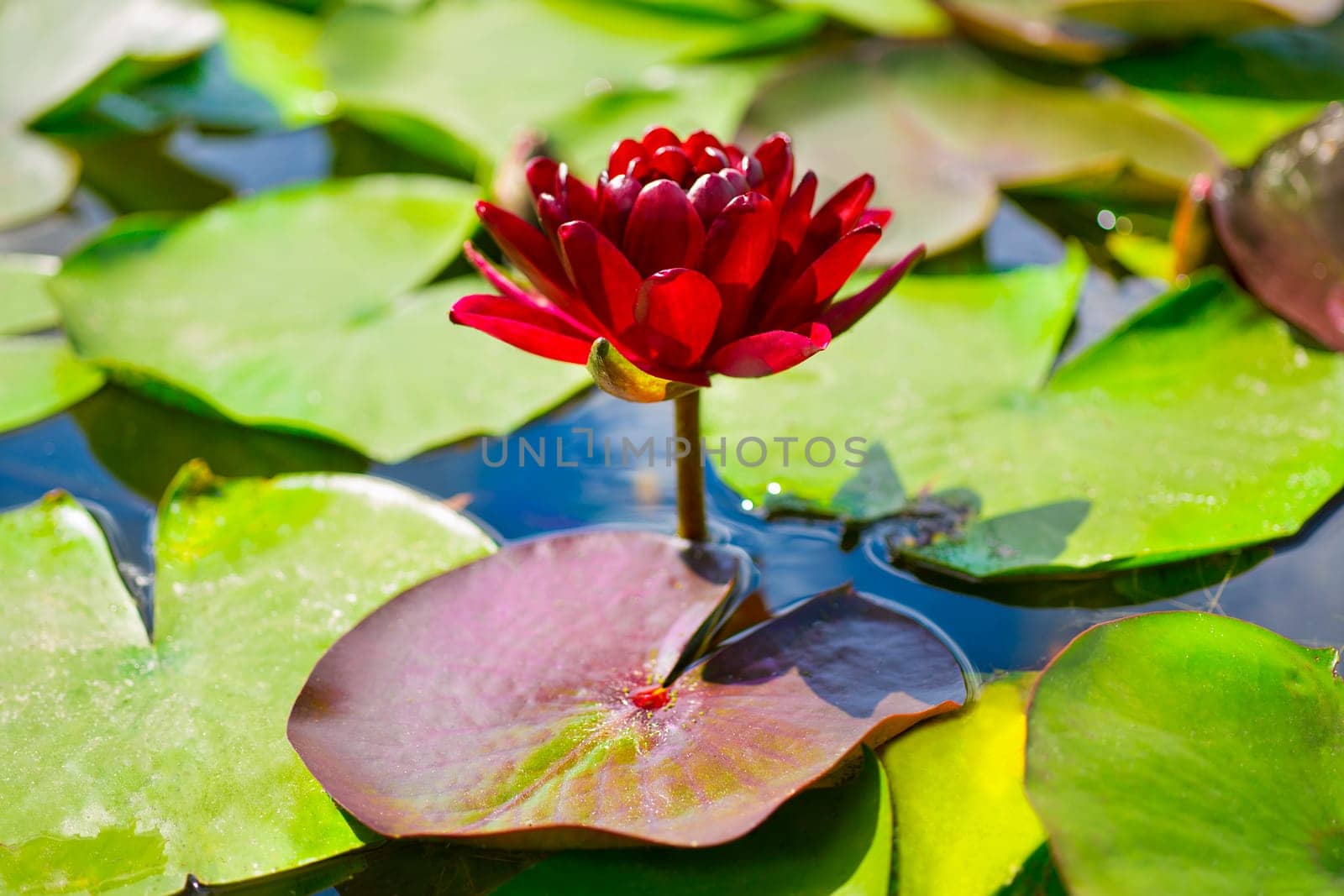 Black Princess Water Lily among green leaves in Pond or lake, dark red Nymphaea lotus concept of nature